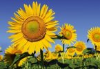 sunflowers