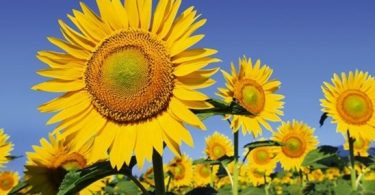 sunflowers