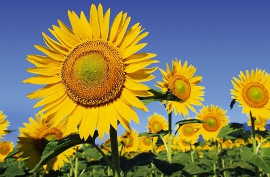 sunflowers