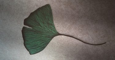 NG objava ginko