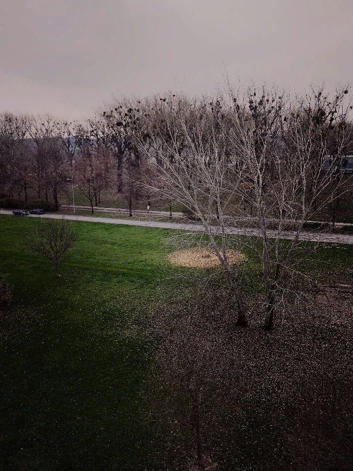 Ginko vidi šumu od drveća